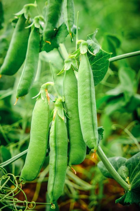 Growing Green Beans, Growing Peas, Companion Planting Vegetables, Fresh Peas, Pea Plant, List Of Vegetables, Gardening Projects, Growing Greens, Home Grown Vegetables