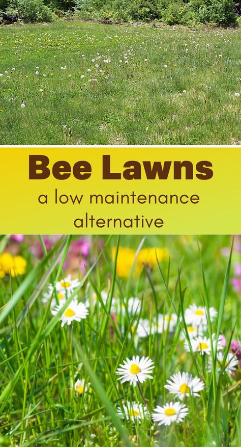 perennial flowers mixed with grass Natural Lawn Ideas, Native Grasses Landscaping, Pollinator Lawn, Bee Friendly Lawn, Anti Lawn, Landscape Ideas Cheap, Low Maintenance Grass Alternatives, Alternative Grass Lawns, No Mow Lawn Grass Alternative