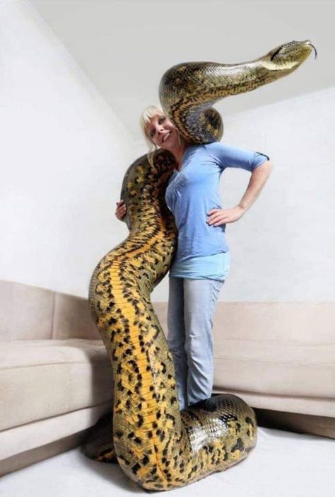 41 Mixed Pics Guaranteed To Confuse and Amuse You Weird Bugs, Animal Interactions, Green Anaconda, Dangerous Creatures, Giant Snake, Colorful Snakes, Pretty Snakes, Animal Reference, Cute Snake