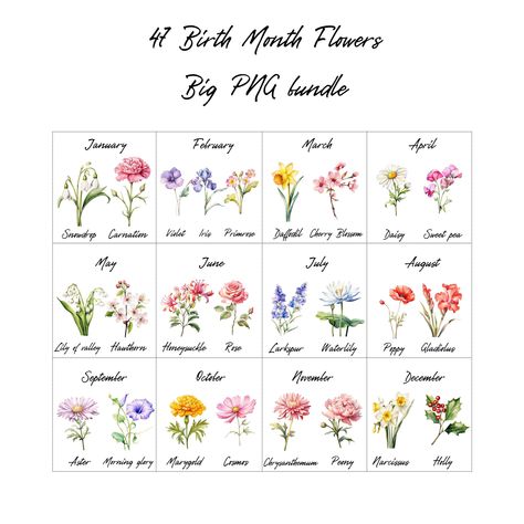 Birth Month Flower Chart, Month Flowers Tattoos, Birthstone Flowers Birth Month, Watercolor Birth Flowers, Birth Month Flower Tattoos Bouquet Watercolor, Free Birth Month Flowers Svg, Birth Month Flower Watercolor, Png Elements, Floral Png