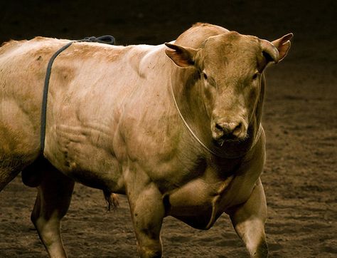 Bodacious... The World's Most Dangerous Rodeo Bull.. This Bull had his own AGENT!!!!! Bull Photo, Pbr Bulls, Pbr Bull Riders, Pbr Bull Riding, Brahma Bull, Rodeo Bull, Bucking Bulls, Rodeo Rider, Professional Bull Riders