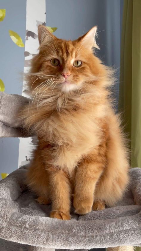 Long Hair Orange Tabby Cat, Ginger Cat Aesthetic Fluffy, Orange Cat With Brown Eyes, Orange Longhair Cat, Ginger Siberian Cat, Long Haired Ginger Cat, Orange Maincoon Cat, Cute Orange Tabby Cats, Siberian Cat Orange