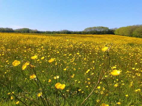 A field of buttercups Buttercup Yellow Aesthetic, Whats Up Buttercup, Buttercup Field, Buttercup Photography, Buckle Up Buttercup, Field Of Buttercups, Amazing Sunsets, Beautiful Sky, Beautiful Places