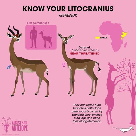 Peppermint Narwhal on Instagram: “#gerenuk #litocranius #augustisforantelope #peppermintnarwhal” Animal Evolution, Graphic Animals, Animal Infographic, Pig Breeds, 10 Animals, Animals Information, Fun Facts About Animals, Animal Conservation, Tropical Animals