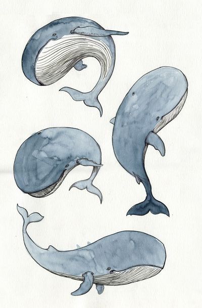 Exercice de Style Whale Drawing, Whale Art Print, Whale Art, Animale Rare, 수채화 그림, Lukisan Cat Air, Arte Sketchbook, Dessin Adorable, Arte Animal