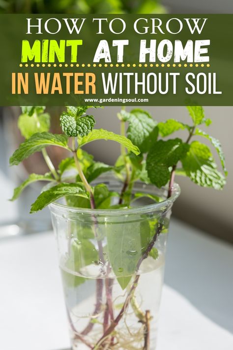 Mint In Water, Propagate Mint, Growing Mint Indoors, How To Grow Mint, Grow Mint, Plants Grown In Water, Mint Plant, Mint Herb, Mint Garden