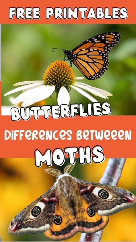 Moth Activity Preschool, Grade 7 Activities, Butterfly Science Activities, Creative Pathways, Butterfly Facts For Kids, Moth Facts, Backyard Science, Moth Life Cycle, Preschool Bugs