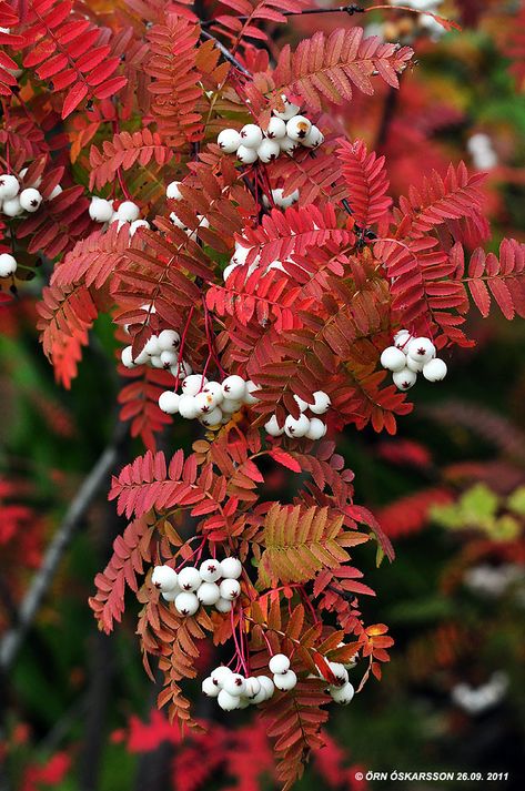 Fall Container Gardens, Berry Plants, Plant Fungus, Garden Shrubs, Ornamental Trees, Unique Trees, Garden Accents, Autumn Garden, Small Trees