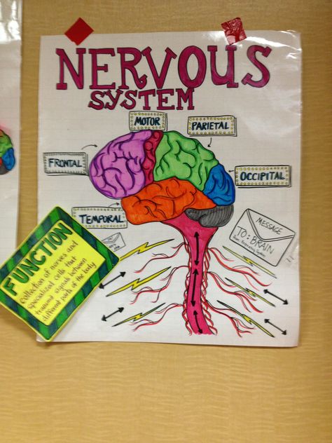 Nervous system Nervous System Craft, Nervous System Projects, Apologia General Science, Body Systems Project, Human Body System, 2024 Planning, Nervous System Activities, Human Nervous System, Human Body Unit