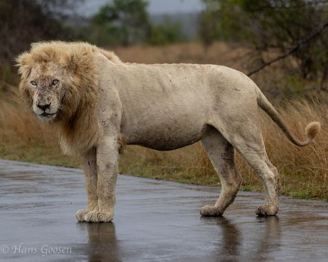 This large and powerful lion, Casper, lives in Kruger National Park. Lion Full Body, Lion Photos, Animal Poses, Largest Lion, Messi Barcelona, Lionel Messi Barcelona, Lions Photos, Lion Images, Animal References