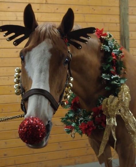 Top 10 Pictures of Christmas Horses Horse Halloween Ideas, Pictures Of Christmas, Horse Halloween Costumes, Pictures With Horses, Winter Horse, Cute Horse Pictures, Horse Costumes, Christmas Horses, Christmas Parade