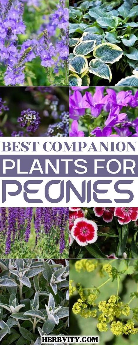 Peony Flower Garden Ideas, Pansy Companion Plants, Wisteria Companion Plants, Peonie Garden Ideas, Peonies Garden Ideas, Peony Plant Garden, Peony Plant Pairing, Peonies And Iris Garden, Peony Garden Bed