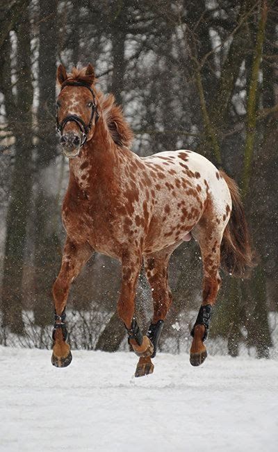 Horsey Life, Rare Horses, Cute Horse Pictures, Horse Inspiration, Rodeo Horses, Horse Aesthetic, Most Beautiful Horses, Appaloosa Horses, Majestic Horse