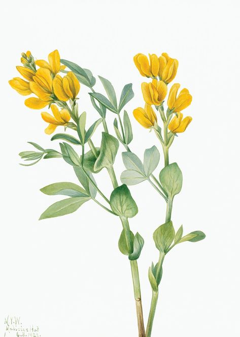 Goldenpea (Thermopsis rhombifolia) (1923) by Mary Vaux Walcott. Original from The Smithsonian. Digitally enhanced by rawpixel. | free image by rawpixel.com Wildflower Paintings, Free Illustration Images, Watercolor Plants, Heart Wall Art, Wall Art Wallpaper, Unframed Art Prints, Hand Drawn Flowers, Plant Illustration, Shade Plants