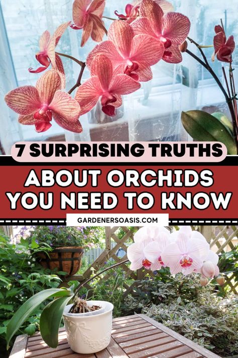 Orchid Care: 7 Surprising Things You Didn't Know About Growing Phalaenopsis orchids | Orchids How To Care For An Orchid House Plants, Orchid Potting Ideas, Orchid Types, Orchid Diseases, Planting Hacks, Phalaenopsis Orchid Care, Indoor Orchids, Orchid Plant Care, Orchid House