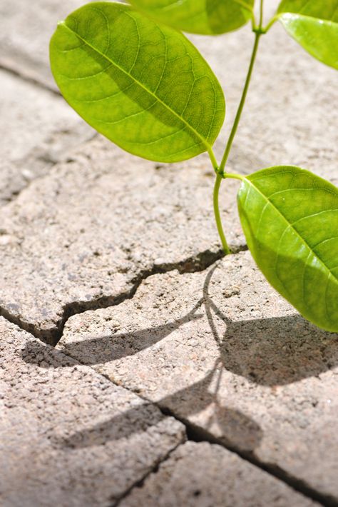 Physical weathering refers to things breaking down or breaking apart. Lots of different examples of physical weathering are found in nature. Resilience Images, Physical Weathering, Chemical Weathering, Urban Nature, Nature Activities, Rock Formations, Of The Earth, Geology, The Earth