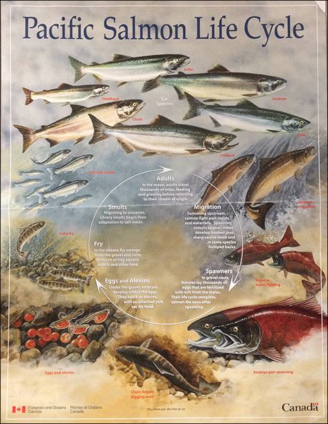 Species & Lifecycle | Pacific Salmon Foundation Salmon Life Cycle, Salmon Species, Kokanee Salmon, Fish Chart, Cycle For Kids, Pacific Salmon, Fish Craft, Steelhead Trout, Weather Science