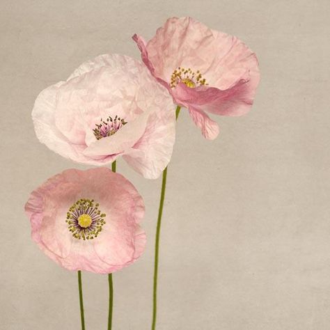 Poppy Art, Fine Art Flower Photography Print "Pink Poppies No. 5" Poppy Art, Pink Poppies, Mural Floral, Flower Photography, Print Pink, Poppy Flower, Flower Wall Art, Floral Wall Art, Ikebana