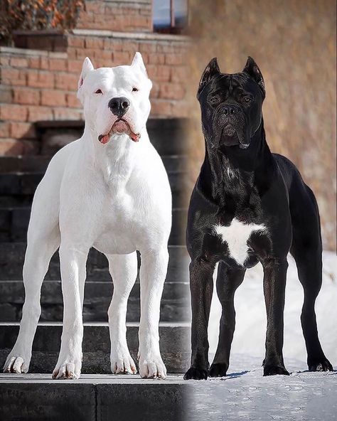 Dogo Argentino Worldwide on Instagram: “Which one would you pick?🤔 Dogo Argentino or Cane Corso? . . . . #dogoargentino #canecorso #canecorsolove #dogoargentinolove #dogs #dog…” Dog Argentino, Dogo Argentino Dog, Pitbull Dog Breed, Bully Breeds Dogs, Healthcare Plan, Cane Corso Dog, Corso Dog, Dangerous Dogs, Bully Dog