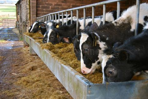 Cattle Trough, Black And White Cows, White Cows, Cow Feed, Grazing Cow, Metal Trough, Feeding Trough, Cow Shed, Dairy Farm