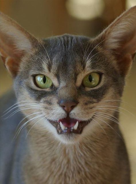 Cat Expressions, Cat Anatomy, Cat Reference, Abyssinian Cats, Angry Cat, Cat Pose, Cat Photography, Cat Facts, Warrior Cat