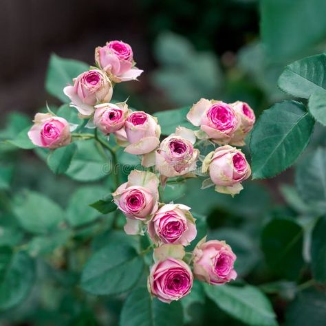 Mimi Eden Rose Stock Photos - Free & Royalty-Free Stock Photos from Dreamstime Eden Rose, Green Leaf Background, Light Pink Flowers, Mini Roses, Rose Bush, Leaf Background, Blooming Rose, Garden Roses, Backgrounds Free