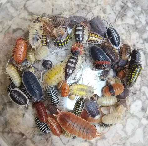 Pill Bugs, Bug Infestation, Millipedes, Woodlice, Pill Bug, Bug Collection, Cool Bugs, Bug Art, Cool Animals