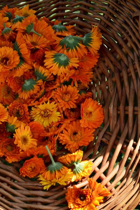 Edible Garden, Garden Friends, Grass Stains, Calendula Flower, Flower Therapy, Hardy Perennials, Flower Patch, Edible Flowers, Medicinal Herbs