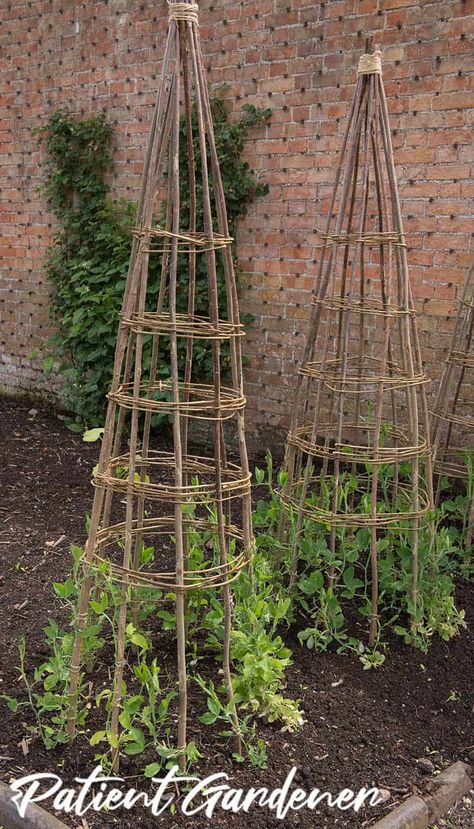 Sweet Peas Growing up a Hazel Wigwam Pea Teepee, Sweet Peas Growing, Peas Growing, Teepee Trellis, Pea Trellis, Sweet Pea Plant, Growing Sweet Peas, Growing Peas, Sweet Pea Flowers