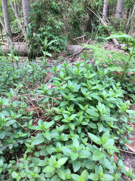 Mint Growing, Peppermint Herb, Rural Garden, Mint Pesto, Cabin Garden, Peppermint Plants, Growing Mint, Roasted Zucchini, Wild Mint