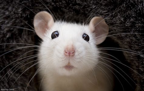 Elise the rat.  (****What a lovely face!) Rattus Rattus, White Rat, White Mouse, Cute Rats, Pet Rats, Cute Mouse, Hamsters, Cute Creatures, Rodents