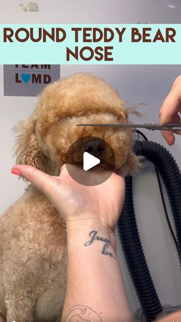 Diy Poodle Grooming, Toy Poodle Teddy Bear Cut, Maltipoo Haircut Styles Teddy Bears, Poodle Haircut Styles Teddy Bears, Mini Poodle Haircut Styles, Poodle Grooming Styles, Maltipoo Haircut Styles, Toy Poodle Haircut Teddy Bears, Toy Poodle Puppy Cut