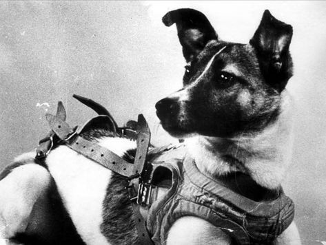 Soviet Space Dogs, Belka And Strelka, Russian Dogs, Laika Dog, Space Animals, Space Dog, Earth Atmosphere, Street Dogs, Neil Armstrong