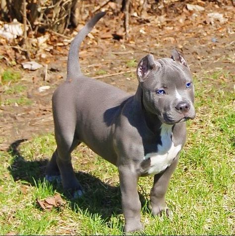 Bully Xxl, Pit Puppies, Blue Pitbull, Pitt Bulls, Bully Breeds Dogs, American Pitbull, Pitbull Puppy, Bully Dog, Pit Bull Love