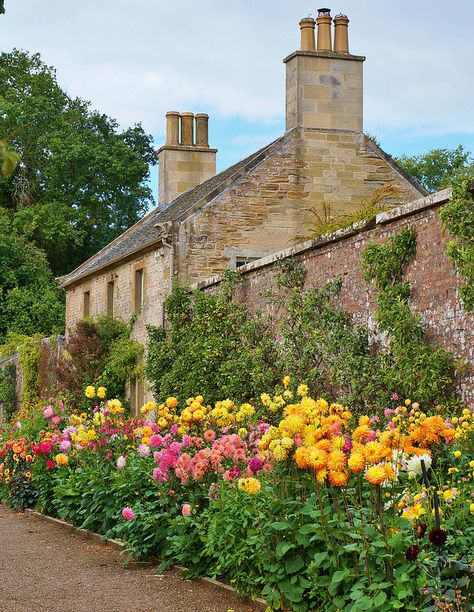 Dahlia border, Culzean Castle, Ayrshire, Scotland Dahlias In Garden, Front Yard Cut Flower Garden, Dahlia Landscaping, Dahlia Garden Ideas, Dahlia Border, Dahlia Gardens, Dahlia Flower Garden, Culzean Castle, Florida Cottage