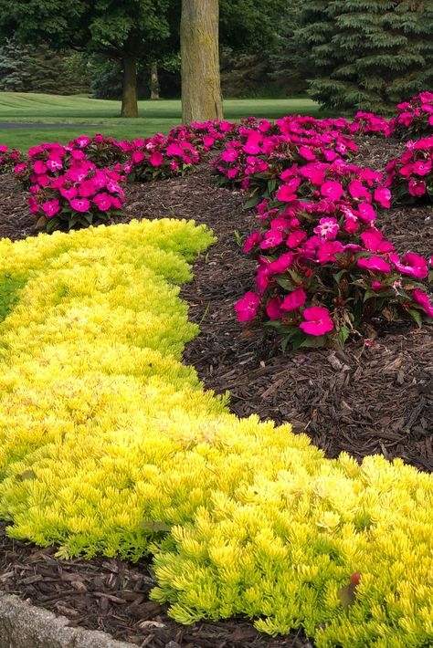 Lime Green Plants Perennials, Bright Green Plants Outdoor, Colorful Perennials Part Sun, Full Sun Pathway Plants, Direct Sun Landscaping Ideas, Neat Garden Ideas, Ever Green Plants Outdoor, Landscape Design Front Of House Full Sun, Full Sun Foliage Plants