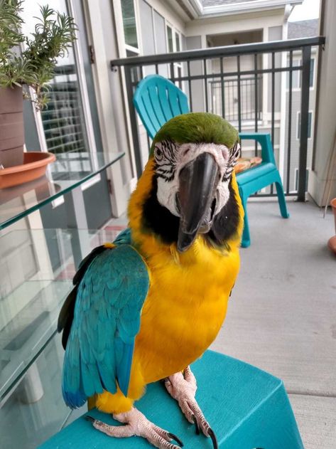 Big Parrot, Types Of Macaws, Macaw Parrot Photography, Great Green Macaw, Fun Beach Pictures, Yellow Collared Macaw, Miligold Macaw, Blue Spix Macaw, Hyacinth Macaw Pets