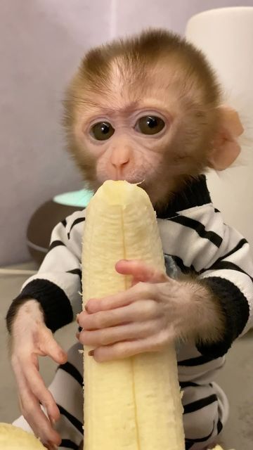 Monkey Baby on Instagram: "Monkey KiKi ❤️❤️ #cutebaby" Monkey Laughing, Bobby Jack Monkey, Monkeys Cute, Cute Monkey Pictures, Cute Monkeys, Mini Monkey, Small Monkey, Dream Pet