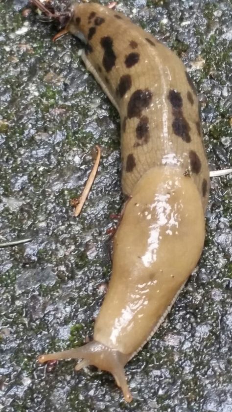 The Banana Slug. A North American native. In Bellevue, WA. On a cloudy wet day. On asphalt... Banana Slug, Beautiful Bugs, Idea Board, Slug, Bugs, North American, Sculpture, Collage, Animals