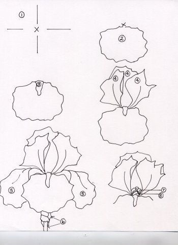 iris by donna debling Iris Art Drawings, How To Draw An Iris Flower Step By Step, How To Draw Iris Flower, How To Draw An Iris, Botanical Pencil Drawings, How To Draw Iris, Draw Iris Flower, Iris Flowers Drawing, Iris Flowers Painting