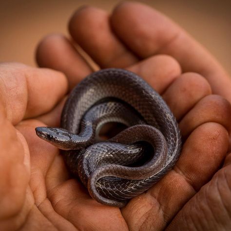 A common wolf snake coiled quite perfectly in the hands of @paulrosolie . Mysore, India. This photograph and many others to come was made… Snake Coiled, Coiled Snake, Cute Snake, Mysore, Snakes, Dog Cat, India, Dogs, Animals