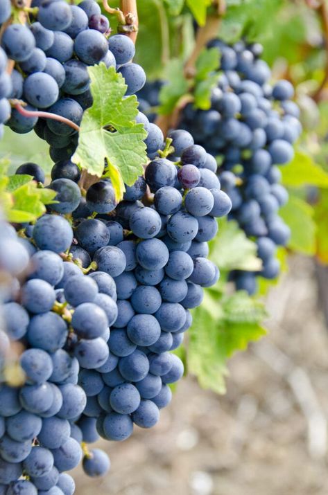 CARPE TRAVEL WINE 101: GET TO KNOW THE GRAPES Getting to know Cabernet Sauvignon wine Cabernet Sauvignon (kab-er-nay saw-vin-yawn) is one of the most Tummy Tightening, Color Uva, Grapes Benefits, Cabernet Sauvignon Wine, Virginia Wineries, Minted Art, Types Of Wine, Dry White Wine, Wine Pairing