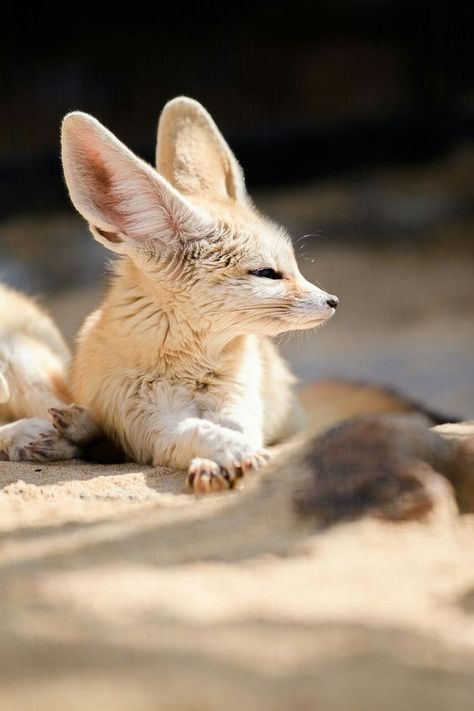 Cute Fox Wallpaper, Fox Meme, Fox Fursona, Fennec Fox Pet, Volpe Artica, Fox Pfp, Fox Memes, Fox Wallpaper, Pets Photos