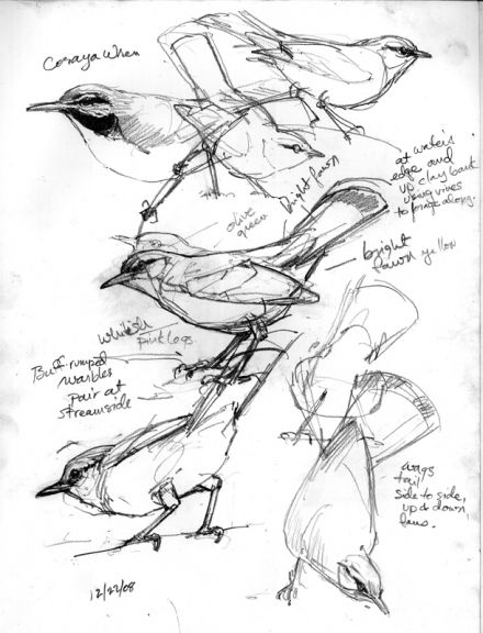 Tropical nature sketches by Debby Kaspari. I think she really captures the movement of birds here. Love black and white line drawings. Sketches Of Birds, Drawing Birds, Nature Journaling, Bird Sketch, Nature Sketch, Charcoal Drawings, 강아지 그림, Pen Sketch, Animal Sketches