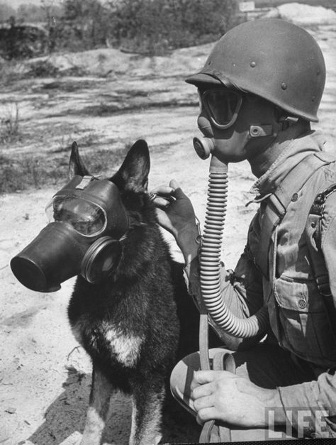 A soldier and his German Shepherd wear gas masks to protect themselves from chemical warfare. Gas Mask Art, Military Working Dogs, Gas Masks, Ww2 Photos, Military Dogs, Vintage Versace, A Soldier, Gas Mask, Vintage Dog