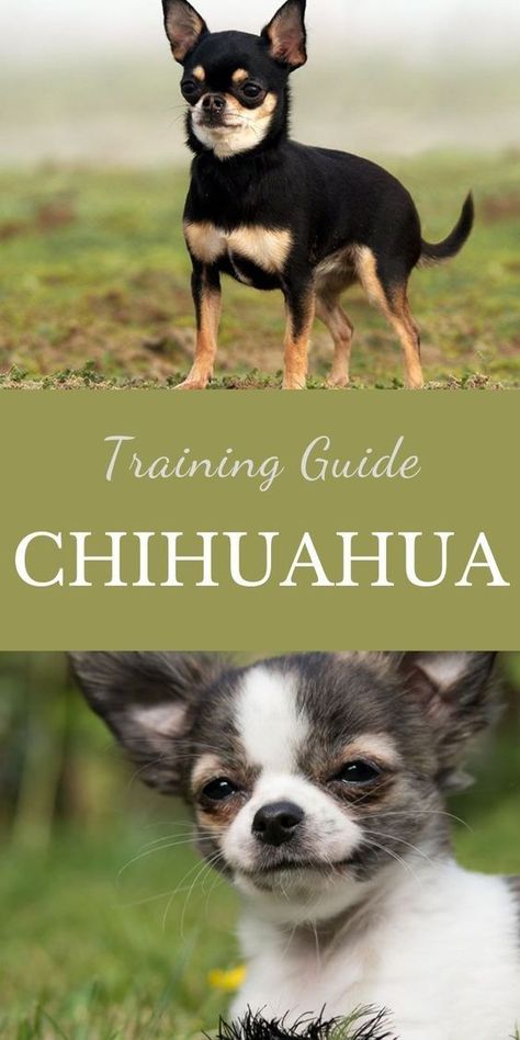 Chihuahua Training Guide