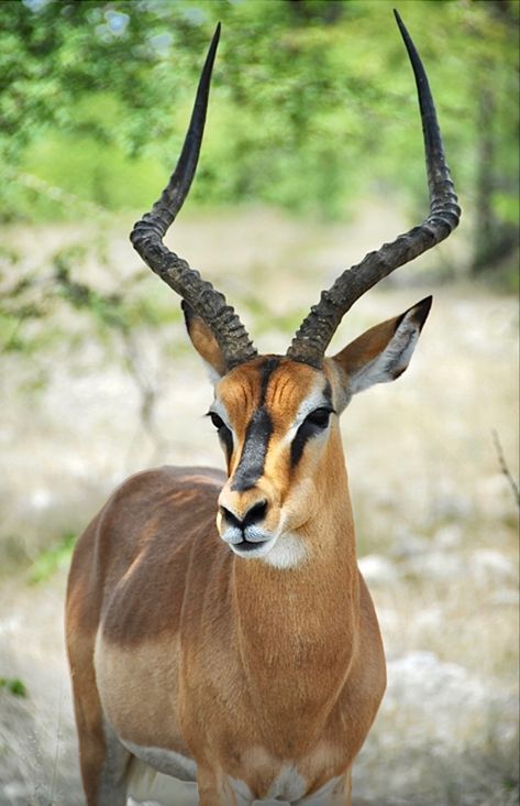 An arid-adapted subspecies of impala native to Namibia. Impala Animal, South African Animals, Etosha National Park, African Antelope, Africa Wildlife, Albino Animals, Africa Animals, Wildlife Safari, Wildlife Photos