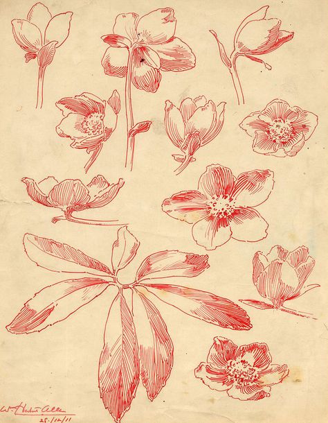 Christmas Rose Tattoo, Red Paper Drawing, Flowers Ink Drawing, Hellebore Flower Drawing, Red Sketch Drawings, Hellebore Drawing, Christmas Flowers Drawing, Rose Ink Drawing, Red Ink Drawing