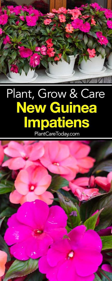 New Guinea Impatiens Learn the simple tips and tricks to growing and caring for these beautiful blooms in your home, flowerbed, or outdoor container garden. Outdoor Container Garden, Impatiens Flowers, New Guinea Impatiens, Gemüseanbau In Kübeln, Making Plant Pots, Container Vegetables, Container Gardening Flowers, Patio Plants, Container Gardening Vegetables