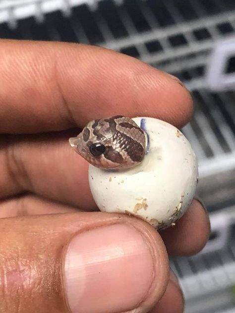 Baby Reptile, Snake Terrarium, Hognose Snake, Baby Snakes, Pretty Snakes, Reptile Room, Cute Snake, Cute Reptiles, Pet Snake